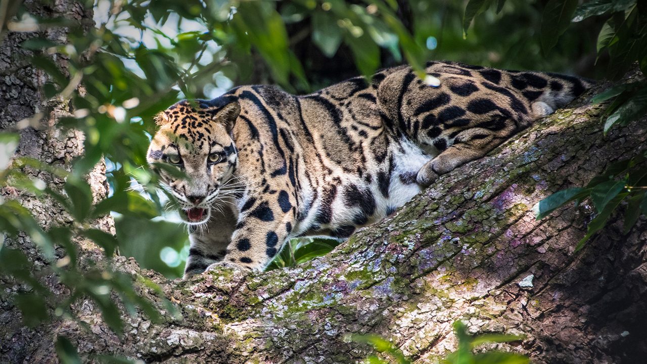 Agartala tripura Tarmac