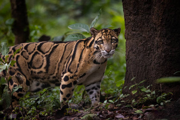Agartala tripura Tarmac
