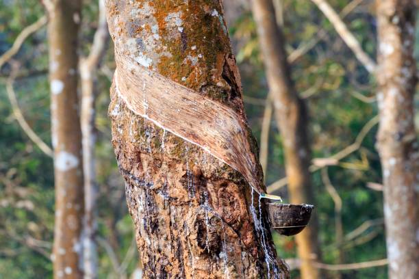 Agartala tripura Tarmac